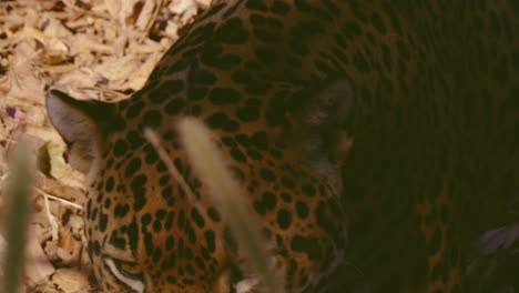 Nahaufnahme-Der-Beine-Eines-Männlichen-Jaguars,-Der-In-Einem-Zoo-In-Honduras-Auf-Trockenen-Blättern-Läuft