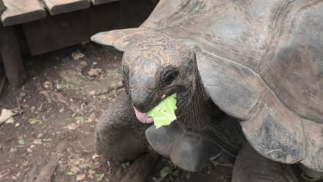 A-giant-turtle-eats-a-salad-leaf-from-the-hand-of-a-tourist,-Nakupenda,-Prison-Island,-Zanzibar,-Tanzania,-shot-at-60-fps
