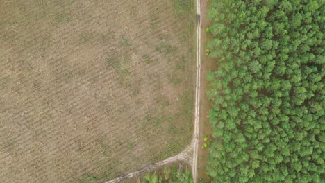 dirt-road-in-forest-meadow-lake-lagoon-aerial-high-angle-top-down-dolly