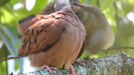 Two-ruddy-ground-doves-perched-on-a-branch,-one-grooming-its-feathers-in-a-lush,-green-environment
