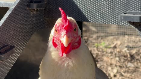 Portrait-of-white-chicken-hen-face-in-nature,-closeup