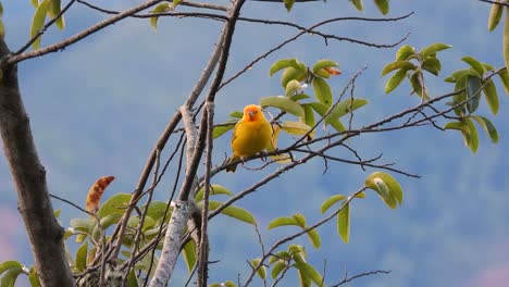 Heller-Goldener-Tanager,-Der-Ruhig-Auf-Einem-Ast-Thront,-Lebendiges-Gefieder-Vor-Grünen-Blättern