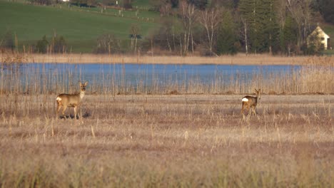 Several-deer-walk-along-a-lake-at-a-sunrise-in-a-nature-reserve-in-Switzerland