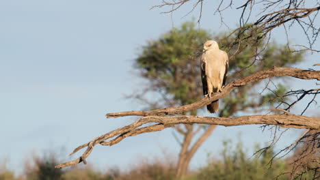 Tawny-Eagle-Perching-On-Tree-Branch-And-Looking-Around