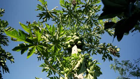 Schöne-Weitwinkelaufnahme-Vom-Boden-Der-Papayas-Auf-Einem-Gesunden-Großen-Baum-Mit-Blättern-Rundherum-Blauer-Himmel-Vegan-Vegetarisch