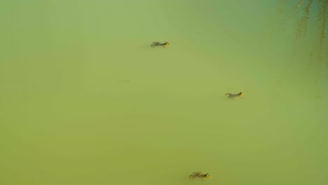 Tres-Ranas-Verdes-De-Charco-Flotando-En-Un-Hábitat-De-Superficie-De-Agua-Todavía-Esmeralda-En-Bangladesh