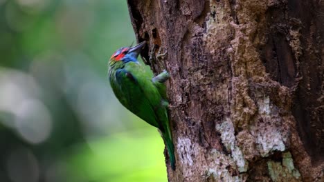 Digging-little-by-little-making-its-nest-for-the-breeding-season-in-summer,-Blue-eared-Barbet-Psilopogon-cyanotis,-Thailand
