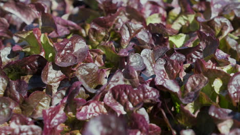 Growing-red-oak-lettuce