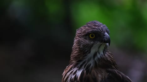 Looking-towards-the-camera-with-its-head-tilted-then-shaking-it-from-the-insects-moving-around-its-head,-Pinsker's-Hawk-eagle-Nisaetus-pinskeri,-Philippines