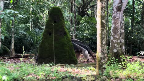 Oso-Hormiguero-Gigante-Caminando-Entre-Los-árboles-En-La-Selva