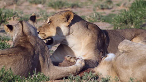 Familia-De-Leones-Descansando-En-La-Sabana-Africana-Durante-El-Día-Soleado