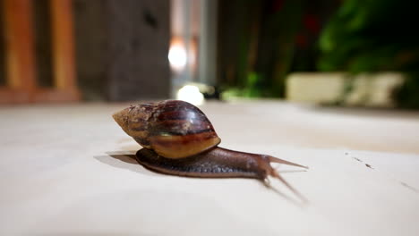 Snail-rhythmic-movement-propels-them-forward-in-slow,-gliding-manner