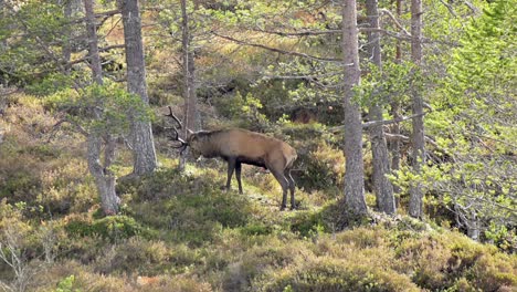 Europäische-Rothirsche-Urinieren-Und-Schaben-Riesige-Geweihe-In-Richtung-Baum-In-Der-Paarungszeit