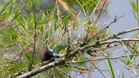 Male-Scarlet-thighed-Dacnis-foraging-on-tree-branch,-Colombia-wildlife