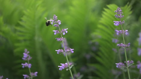 Abejorro-Aterrizando-En-Flor-4k-Cámara-Lenta