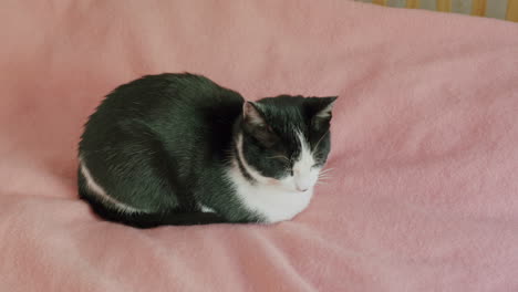 Black-and-white-pet-cat-resting-on-pink-bed