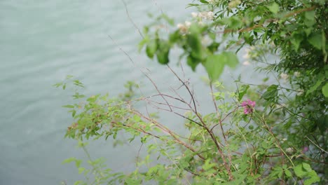 Zweige-Mit-Blättern-Vor-Einem-Fluss