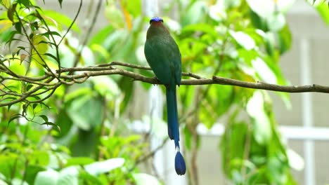 Amazonian-motmot-with-beautiful-long-tail,-perched-on-tree-branch-in-its-natural-habitat,-wondering-around-its-surrounding-environment,-close-up-shot