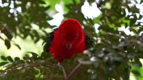 Wild-moluccan-king-parrot-with-striking-plumage,-roosting-and-dwelling-under-the-forest-canopy,-shake-and-fluff-up-its-feathers-and-staring-at-the-camera,-close-up-shot