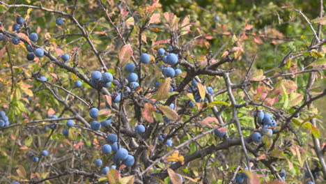 Wild-Blackthorn-fruits-in-the-natural-environment
