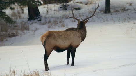 Stier-Elch-Rocky-Mountains-Yellowstone-Nationalpark-Montana-Wyoming-Idaho-Denver-Colorado-Tierwelt-Tier-Geweih-Herde-Sonnenuntergang-Winter-Umsehen-Wald-Wiese-Hinterland-Bock-Jäger-Folgen-Pfanne