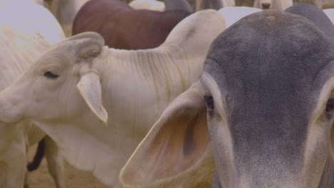 a-medium-shot-of-Brahman-cows-in-motion,-Chaco