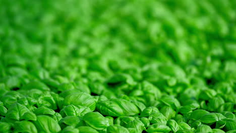 Basil-plants-with-healthy-fresh-leaves