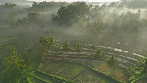 Tropical-morning-fog-covering-lush-green-rice-fields-of-Sidemen,-aerial