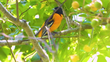 Kleiner-Baltimore-Pirol-Vogel,-Der-Auf-Zweigen-Eines-Obstbaums-In-Minca,-Kolumbien-Thront