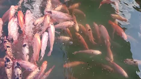 Fish-swimm-in-the-pond-and-tame_slow-motion-shot