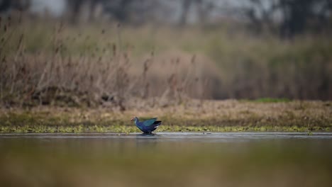 The-grey-headed-Swamphen-in-wetland