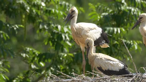 Stork-Family-in-nest-during-sunny-day-in-forest