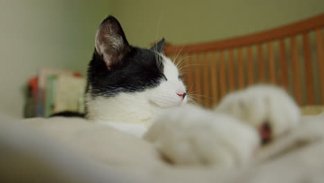 Gracioso-Y-Lindo-Gato-Dormido-En-La-Cama-Con-Cara-Y-Patas.