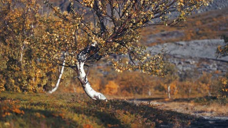 Bent-and-twisted-birch-trees-in-the-autumn-tundra
