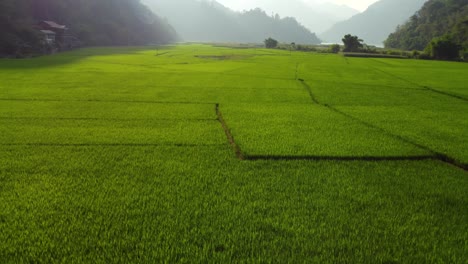 üppige-Grüne-Reisfelder,-Nebel-über-Den-Bergen-Und-Dem-See-Dahinter