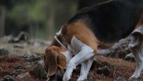 Primer-Plano-De-Un-Perro-Beagle-Jugando-Con-Una-Piedra-Durante-Un-Viaje-Al-Bosque-Durante-El-Día