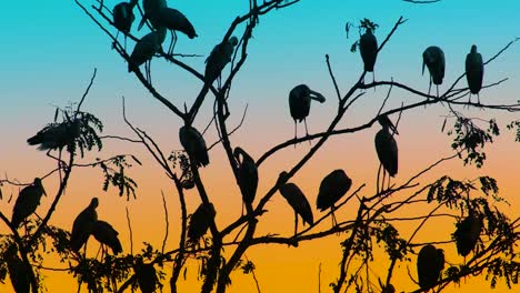 Grupo-De-Cigüeñas-Posadas-En-Ramas-Al-Atardecer-Contra-El-Cielo-Naranja-Y-Verde-Azulado