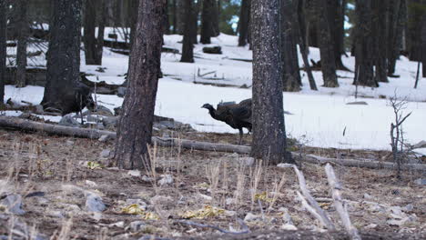 Wild-turkeys-in-a-snowy-forest-area-peck-for-food