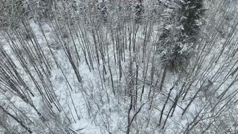 Drohne-Fliegt-Langsam-über-Einen-Winterlichen-Wald