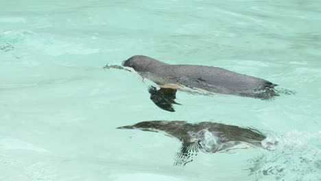 Clip-En-Cámara-Lenta-De-Pingüinos-Nadando-En-La-Piscina-Del-Zoológico