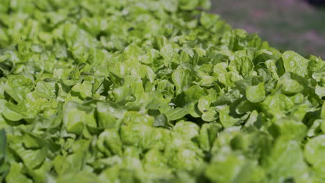 Freilandanbau-Von-Grünem-Eichensalat-Zur-Zubereitung-Von-Salaten