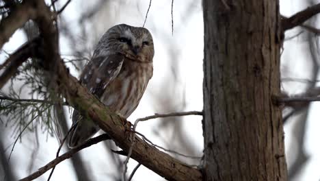 A-northern-saw-whet-owl-slowly-turns-its-head-as-it-begins-to-wake-up-before-its-evening-hunt