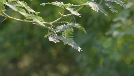 A-hand-held-close-up-shot-of-an-Acacia-tree-branch,-commonly-known-as-Babul-tree-in-India,-while-it-sways-in-wind-during-a-sunny-day