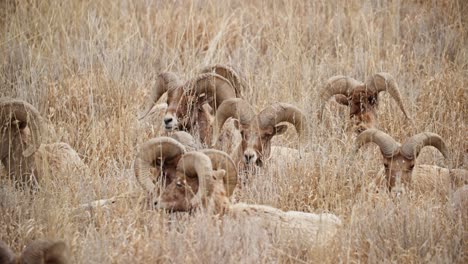 Grupo-De-Borrego-Cimarrón-Camuflado-En-Hierba-Alta-Y-Dorada-En-El-Jardín-De-Los-Dioses.