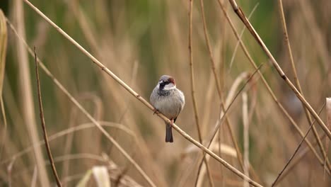Male-house-sparrow-Passer-domesticus-perched-on-reed,-brown-background,-tele