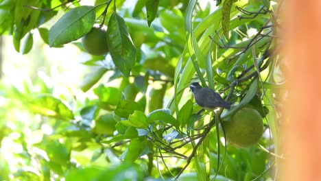 Checking-every-leaf-of-a-citrus-tree-while-foraging-for-food,-a-lesser-kiskadee-flies-from-one-branch-to-another-in-search-for-food-in-the-lowlands-of-Colombia