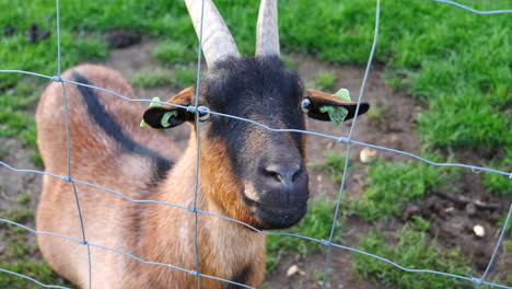 Cerrar-Cabra-En-El-Campo-Detrás-Del-Alambre-Del-Cercador