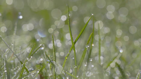 Eine-Makroaufnahme-Fängt-Die-Feinen-Details-Von-Wassertropfen-Auf-Grashalmen-Ein,-Mit-Einem-Bokeh-Hintergrund-Aus-Glitzernden-Lichtreflexen,-Die-Neuanfänge-Und-Die-Reinheit-Der-Natur-Symbolisieren