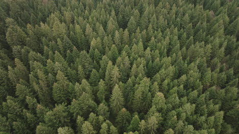 Antena-De-Un-Bosque-De-Abetos