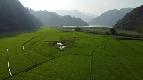 Reisfelder,-Markanter-Kontrast-Zu-Den-Umliegenden-Schroffen-Bergen-Im-Nebel